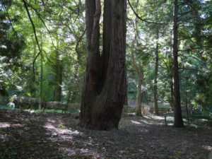 Forêt_Modèle_de_Provence_Week_end_du_chêne_liège_2021_408