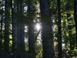 Forêt_Modèle_de_Provence_Week_end_du_chêne_liège_2021_414