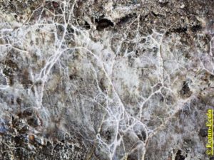 WE chêne liège La Valette 9 oct 22_page-0047