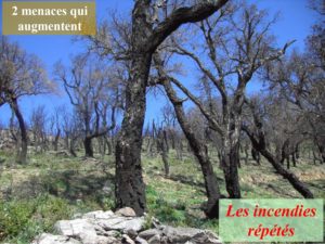 WE chêne liège La Valette 9 oct 22_page-0053